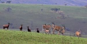 卡蓋拉國家公園 卡蓋拉國家公園