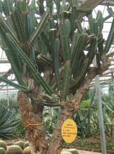 秘魯天倫柱 秘魯天倫柱