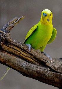 虎皮鸚鵡黎昕 虎皮鸚鵡黎昕