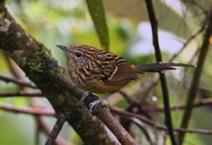 長尾蟻鳥 長尾蟻鳥