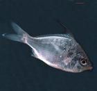 強棘銀鱸 強棘銀鱸