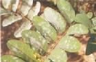藥用植物槐樹白粉病