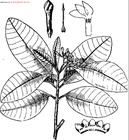 大果狗牙花 大果狗牙花