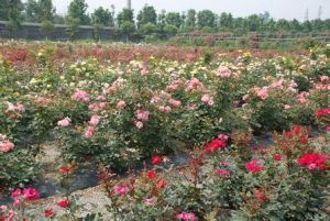 三面船鎮 三面船鎮