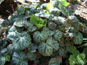 無斑虎耳草 無斑虎耳草