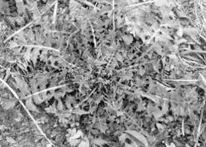 散葉薺菜 散葉薺菜