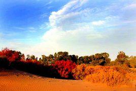 紅柳精神 紅柳精神