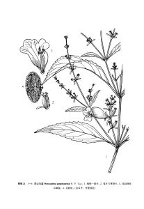 貢山馬藍 貢山馬藍