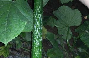 沂南黃瓜 沂南黃瓜