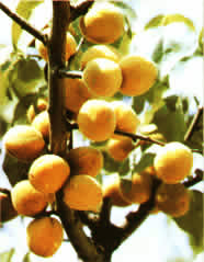 遼河源國家森林公園