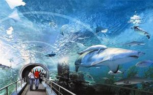 新加坡海底世界 新加坡海底世界