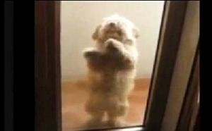 熱情騷莎狗 熱情騷莎狗