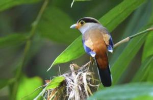 銀胸絲闊嘴鳥 銀胸絲闊嘴鳥