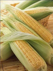 乾安糯玉米 乾安糯玉米