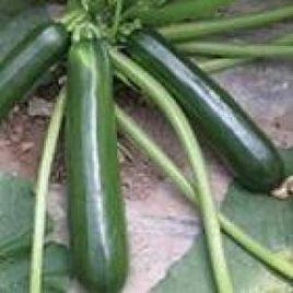 黑皮西葫蘆 黑皮西葫蘆