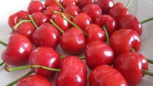 櫻屬於你櫻桃園 櫻屬於你櫻桃園