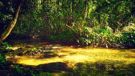 水上相思林 水上相思林