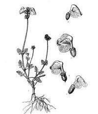 福氏馬先蒿扇苞亞種