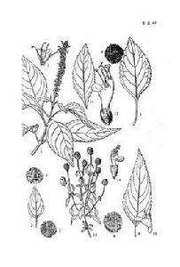 頭花香薷 頭花香薷