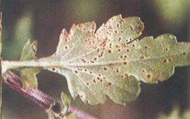藥用植物菊花鏽病 藥用植物菊花鏽病