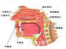 咽後膿腫 咽後膿腫