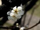白梅花