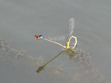 蜻蜓點水做事浮於表面