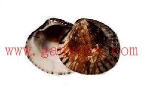 岐紋縱簾蛤 岐紋縱簾蛤