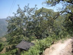 沙金庫村 沙金庫村