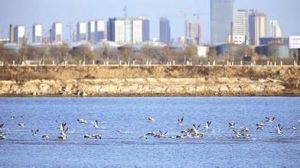 龍港區野生動物候鳥