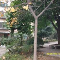 天佳紫林陽城 天佳紫林陽城