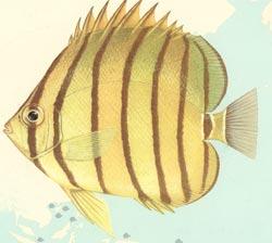 八帶蝴蝶魚 八帶蝴蝶魚