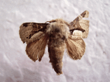 贛閩舟蛾 贛閩舟蛾