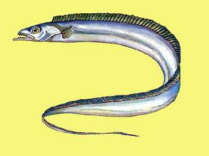 海刀[帶魚科帶魚屬帶魚]