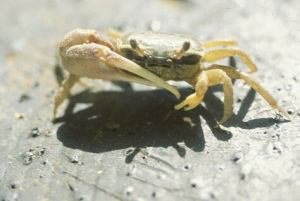 靈藥招潮蟹 靈藥招潮蟹