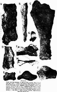 澳洲南方龍 澳洲南方龍