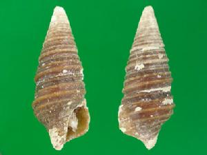 紋線卷管螺 紋線卷管螺