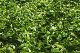 白沙綠茶 白沙綠茶