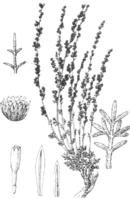 崑崙蒿系 崑崙蒿系