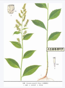 劉寄奴飲 劉寄奴飲