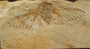 胡氏遼蟬 胡氏遼蟬