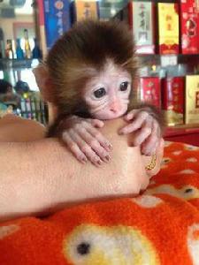 袖珍石猴 袖珍石猴