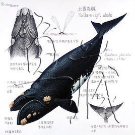 露脊鯨