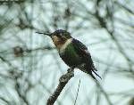 棕尾林蜂鳥 棕尾林蜂鳥