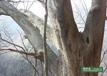 南夢溪 榔榆 千年 古樹