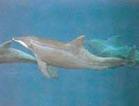 糙齒長吻海豚