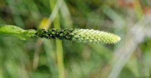 苞穗草科 苞穗草科