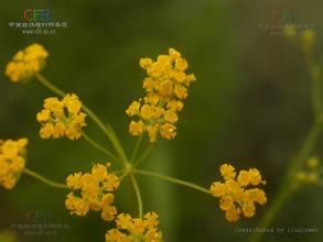 簇生柴胡 簇生柴胡