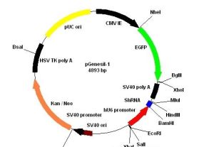 基因外啟動子 基因外啟動子