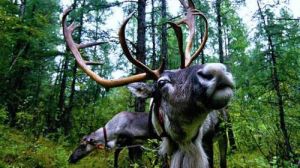 《敖魯古雅·敖魯古雅》 《敖魯古雅·敖魯古雅》